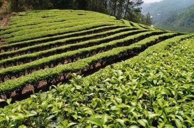 那么美的普洱茶山，千万别让开发热潮给毁了